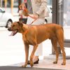 ROGZ Half Chain Collar, XL, Orange (Genuine Import)