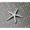 White Finger Starfish 2-3" | 1 pc.