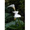Natures Wisdom Flower Essences Using FES Calla Lily 30ml Dosage