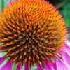 Raw Earth Natural Products Echinacea Concentrated Live Extract Immunity Support!