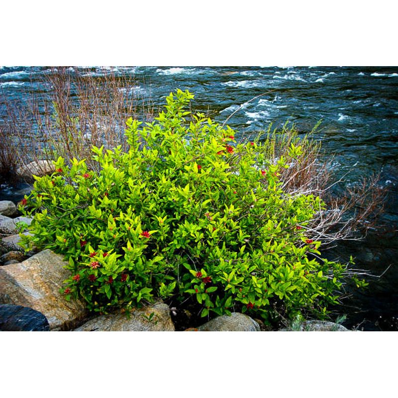 SPICE BUSH Pond Berry (Lindera benzoin ) qt pot - Online Marketplace ...