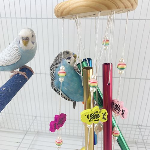 FlidRunest Bird Chewing Toys, Conure Wind Chimes Chewing Toy with Colorful Stick, Bird Parrot Cage Hanging Bells Toys for Conure, Budgie, Parakeet, Caique, Cockatiel, Lovebird, Finch
