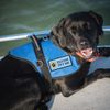 WORKINGSERVICEDOG.COM Please Pet Me - Sew On Patch for Service Dog Vest or Harness