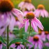 Raw Earth Natural Products Echinacea Concentrated Live Extract Immunity Support!