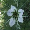 BLACK CUMIN SEED Nigella Sativa  Fresh Ground Nutrients V Capsules