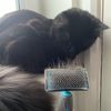 Masterclip Flat Head Hard Pin Slicker Brush - Suitable For Grooming Small Dogs & Pets (SMALL)