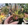 LIVE Carnivorous Cape Sundew (Drosera capensis Typical) Large Flowering