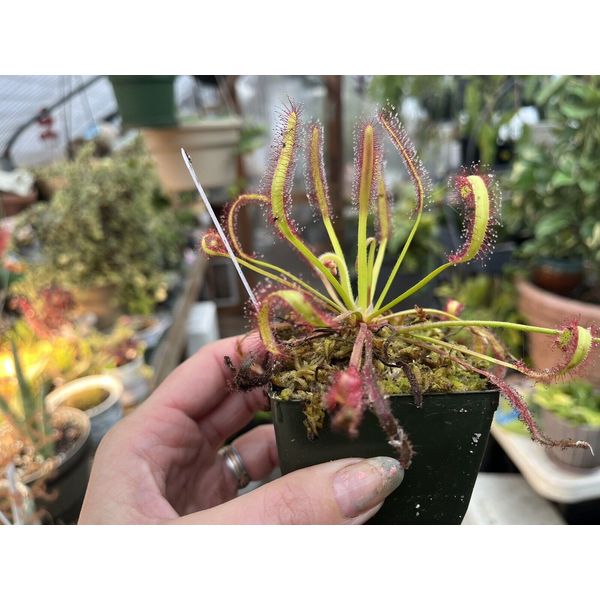 LIVE Carnivorous Cape Sundew (Drosera capensis Typical) Large Flowering