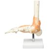 Real Patterson's Foot Joint with Ligaments