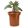 The Noble Collection Harry Potter Electronic Plush Mandrake…