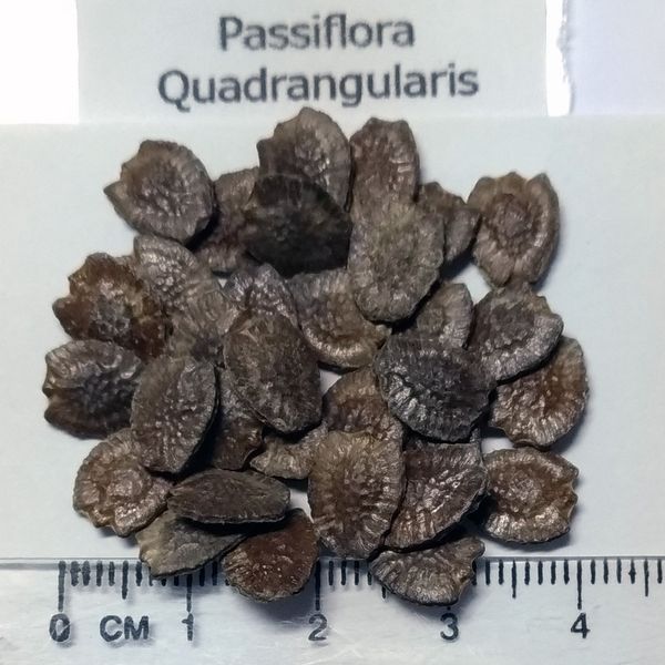 Seeds: Passiflora Quadrangularis, Passiflora, Passiflora, Passiflora, Passiflora, Passiflora, Passion Fruit, Largest Variety of Watch Grass, 5 Seeds