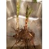 Bamboo Red Margin Phyllostachys Rubromarginata Bare Root Plant Rhizome Privacy