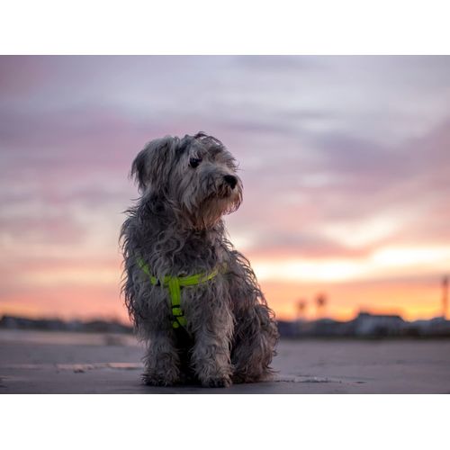Reflective Adjustable Dog Step in Harness for Large Dogs; matching collar and leash available, Blue