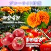 シロノサクラ｡ 飲む 太陽対策 サプリメント 60粒 桜雪の結晶｡ ニュートロックスサン255mg 松樹皮エキス ルテイン アスタキサンチン リコピン Produced by 戯ちゃん｡ 日本製