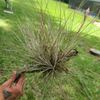 Tillandsia Bromeliad Bartram Bartramii air plant hardy