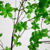 8’ Artificial Minimalist Enkianthus Tree Home Decor. Retail $309