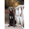 YUDOTE Soft Corduroy Dog Lead Medium 2x150cm,Red