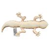 BH8140 HANSA Leopard Lizard 26