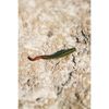 Berkley Gulp! Sandworm Natural, 6 Inch