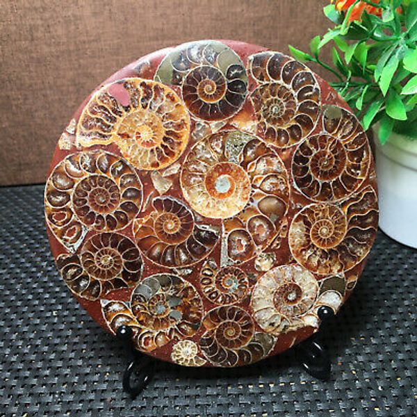 166g Natural conch Ammonite fossil specimens rough disc for health treatment B04