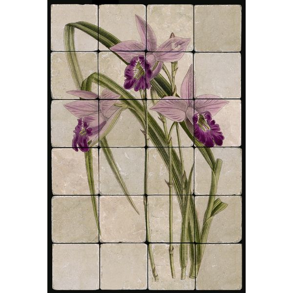 1624 Orchid Stapeliad Mural Tumbled Marble Tiles Kitchen Ideas