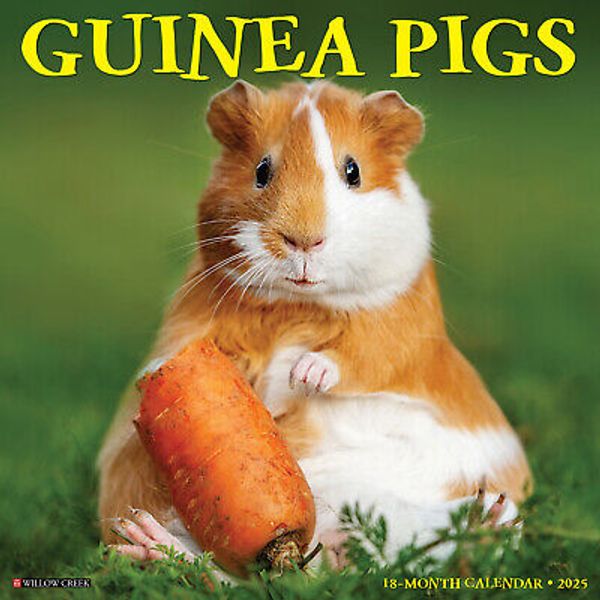 Guinea Pigs 2025 12" x 12" Wall Calendar (free shipping)