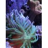 Seachem Reef Calcium Liquid Organic Source, 500 ml