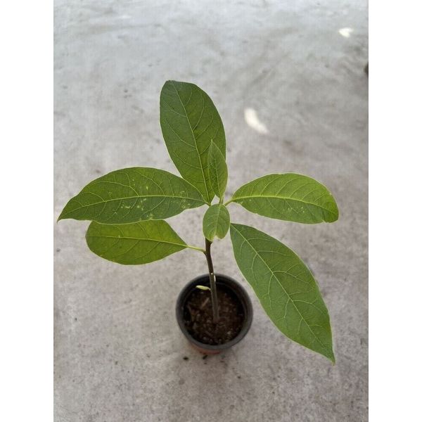 Live Organic Grow Hass Avocado Tree Fully Rooted Plant 1yo 10"+ Tall Seedling