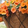 14 In. Aquasav Coconut Liner for Hanging Baskets