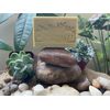Alepo, Ghar, Eucalyptus Soap, 30% Laurel Berry & 70% Olive Oil