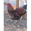 Eggs By Fall Heavy Layers 12 Pack Fertile Hatch Chicken Eggs! NPIP/AI