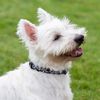 Magnetic Dog Collar Black, Large - Up to 65cm