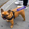 Training Ignore Dog Leash Wrap Sleeve Social Distancing Patch