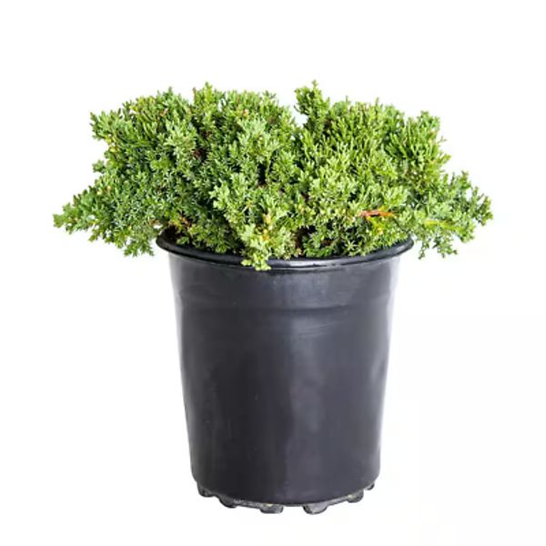 2.5 Qt. Blue Pacific Juniper Evergreen Groundcover Plant Low Growing Perennial