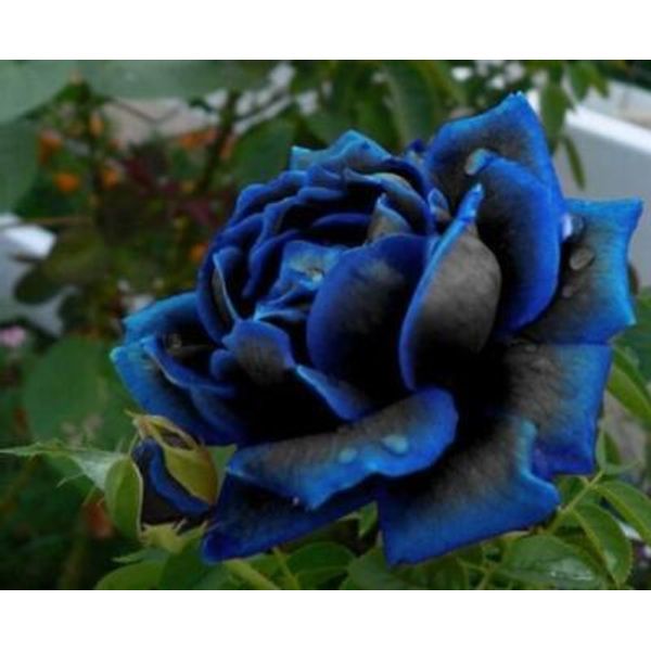 100Pcs Midnight Supreme Rose Seeds For Home Garden Flower Planting Decor