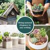 10 Pack Assorted Mini Succulent Plants Perfect Wedding Favors Home Decor