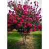 15 Hot Pink Crape Myrtle CUTTINGS for Rooting/Progag