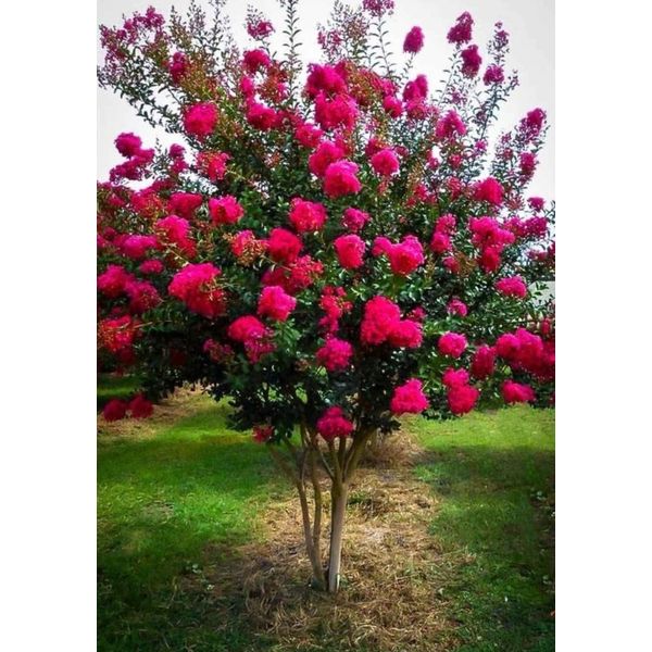 15 Hot Pink Crape Myrtle CUTTINGS for Rooting/Progag