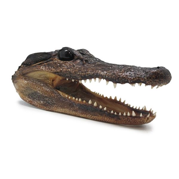GENUINE ALLIGATOR HEAD