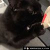 Cat FurNature - Extra Strong Catnip - 5 Envelopes