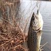 Acme Tackle S302/S Phoebe Silver, 1/8 oz.
