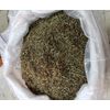 CHANCA PIEDRA HERBAL 1 POUND VALUE PACK FAST SHIPPING