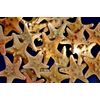 5 Small Starfish SeaShells