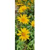 Heliopsis (Oxe Eye) SEEDS, (Heliopsis helianthoides)