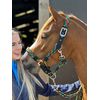 Equipride Braided Headcollar Lead Rope Set Size Full-Shetland (Full, Multicoloured)