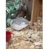  12+ Coturnix Quail Fertile Hatching Eggs 