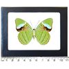 BicBugs Nessaea hewitsoni Green Butterfly Verso Peru Framed