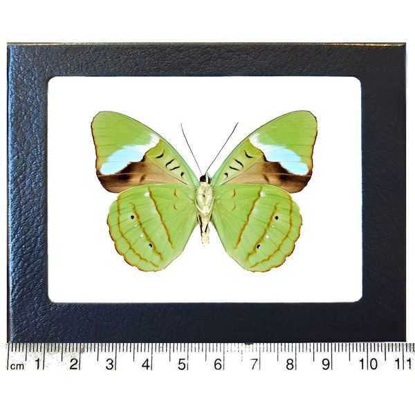 BicBugs Nessaea hewitsoni Green Butterfly Verso Peru Framed