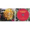 Graves Into Gardens-Live-