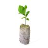 One tree plant meyer lemon NON GMO ORGANIC 3"-5"